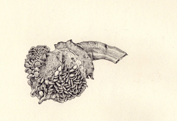 croquispoivron